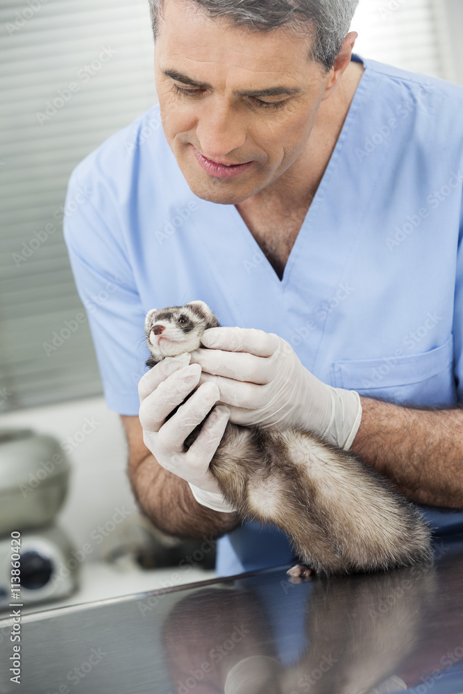 Vet Examining Weasel On Table In Clinic