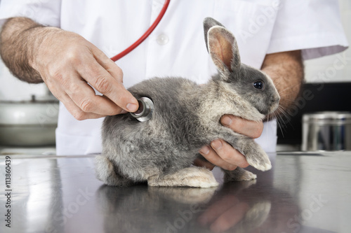 Fototapeta Naklejka Na Ścianę i Meble -  Doctor Examining Rabbit With Stethoscope In Clinic