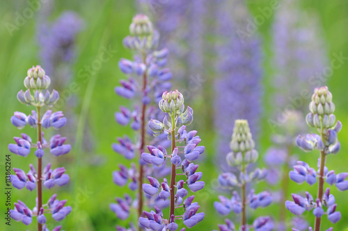 background from flower of the lupine - blurred background