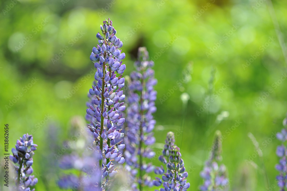 Obraz premium Lupin flower and blurred background