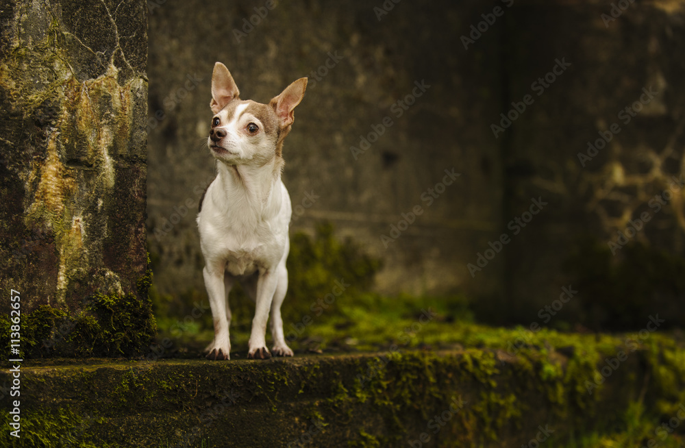 Chihuahua standing on mossy wall 