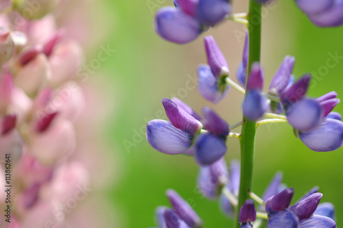 Lupin flower and blurred background
