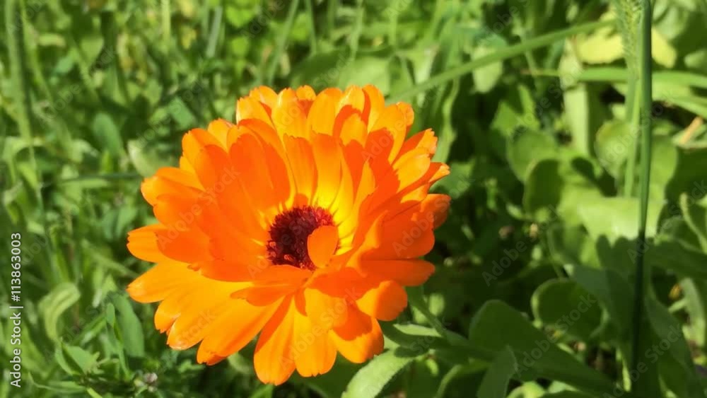 Ringelblume, Calendula offic., Heilpflanze, Nahaufnahme der Blüte Ringelblume, Calendula offic., Heilpflanze, Nahaufnahme der Blüte