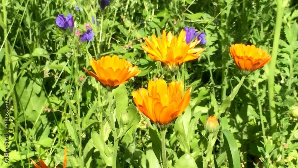 Ringelblume, Calendula offic., Heilpflanze, Nahaufnahme der Blüte Ringelblume, Calendula offic., Heilpflanze, Nahaufnahme der Blüte