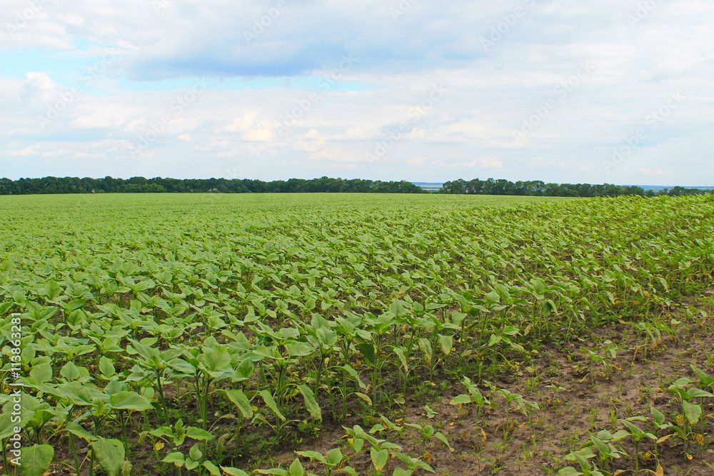 Field of young sunflower plants 
