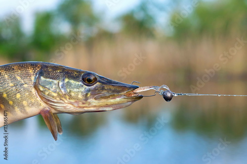 pike caught on silicon bait in the river photo