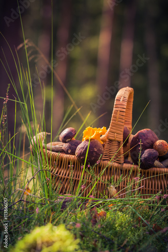 Fall basket full edible mushrooms forest