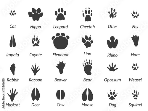Wildlife animals black footprints set on white background with signs. Vector icons set