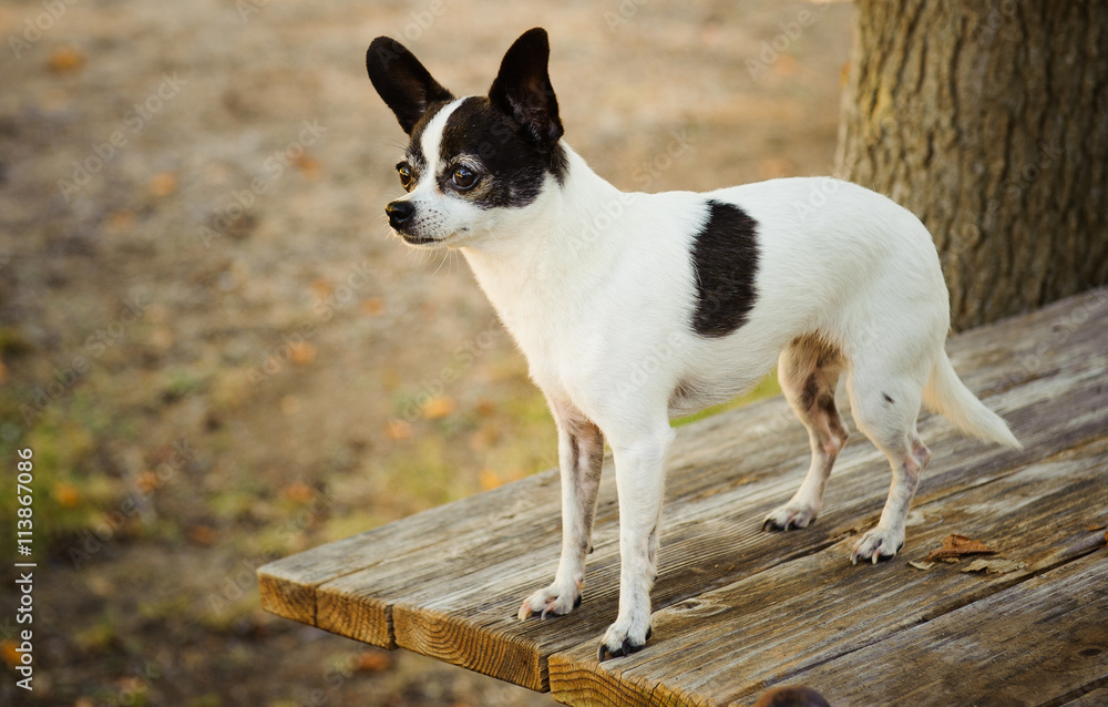 Black and white Chihuahua standing on wood picnic table