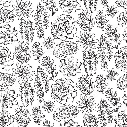 Vector seamless pattern with hand drawn succulent plants