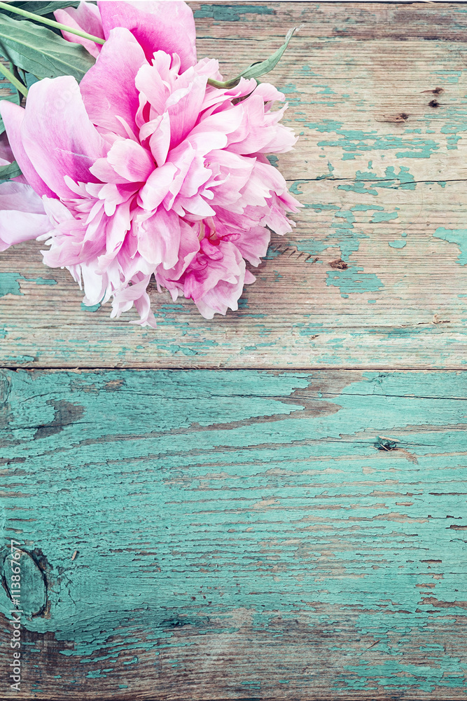 Fototapeta premium Różowa piwonia na starym grunge malować deski.