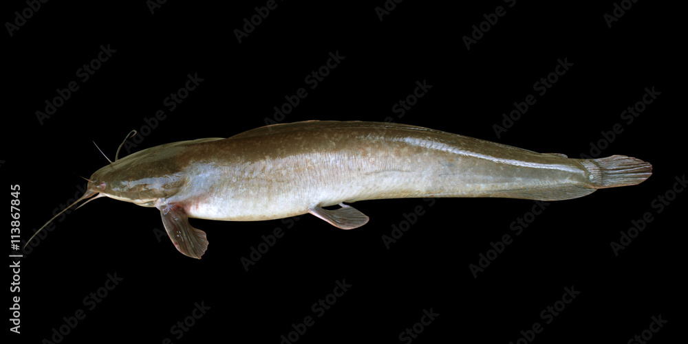 Fototapeta premium fish