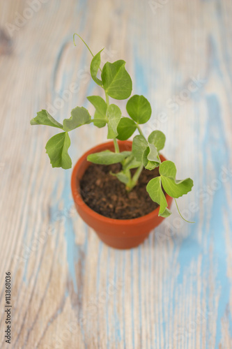 Young plant of pea