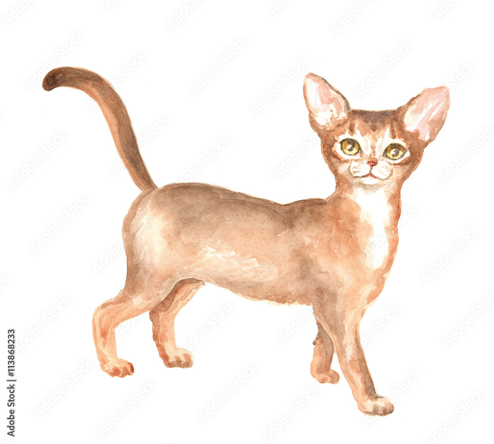 the Abyssinian kitty. Image of a thoroughbred cat. Watercolor painting the Abyssinian kitty. Image of a thoroughbred cat. Watercolor painting