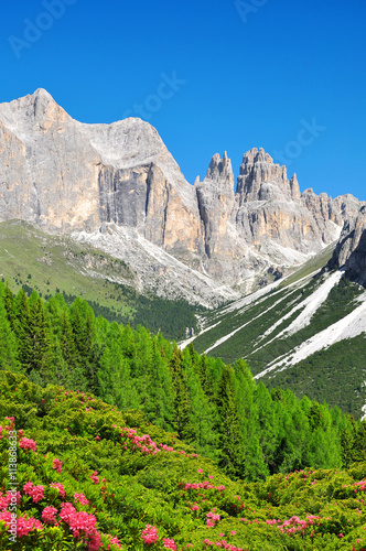 Torri del Vajolet in Dolomites at the foreground of blooming azaleas,Trentino, South Tirol, Italy photo