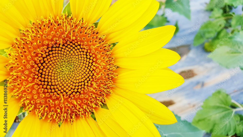 Obraz premium Closeup of yellow beautiful sunflower