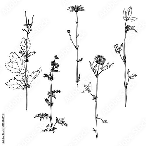 Set of ink drawing herbs
