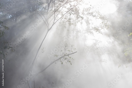 Foggy morning © yaoshiko