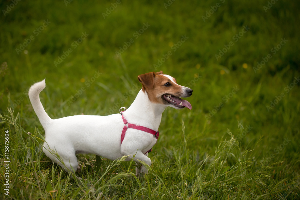Jack Russel dog on green grass