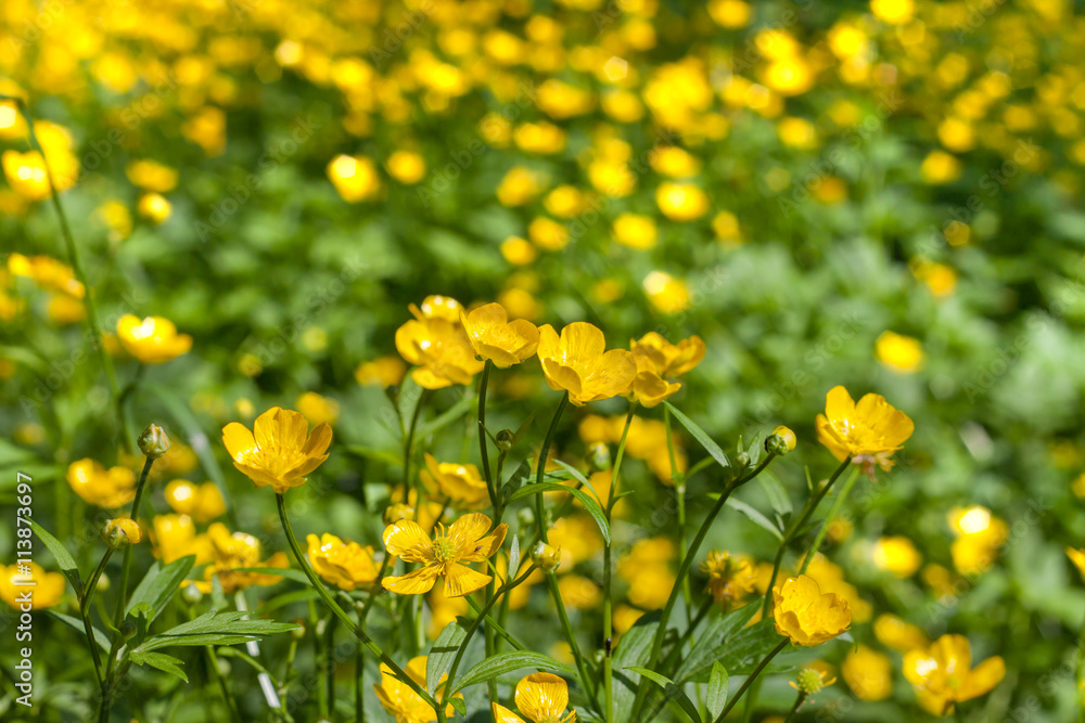 Buttercups in the meadow, the small yellow flowers background, focus in the foreground, blurred background. Ranunculus acris Buttercups in the meadow, the small yellow flowers background, focus in the foreground, blurred background. Ranunculus acris