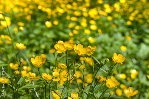 Buttercups in the meadow, the small yellow flowers background, focus in the foreground, blurred background. Ranunculus acris © nymph22