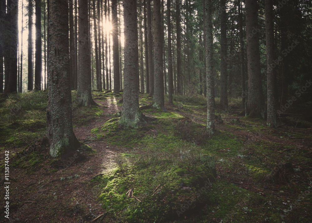 Obraz premium Old forest at sunny day