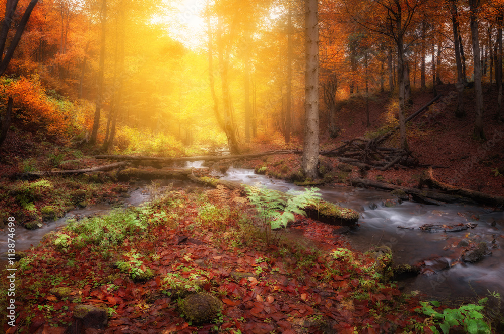 Creek at autumn forest