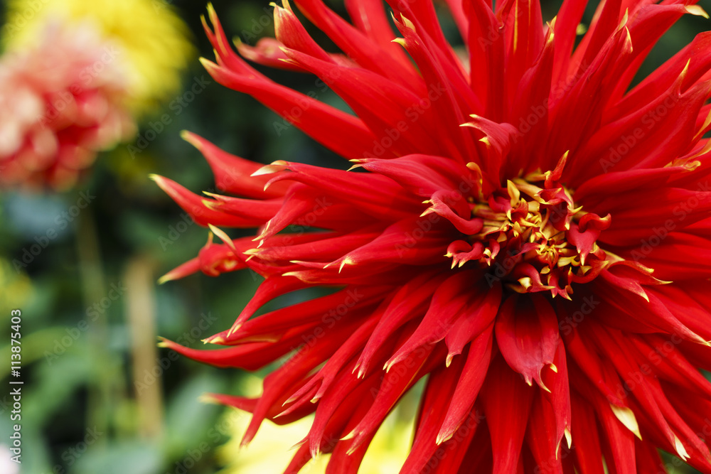 Red chrysanthemum with pollen Red chrysanthemum with pollen