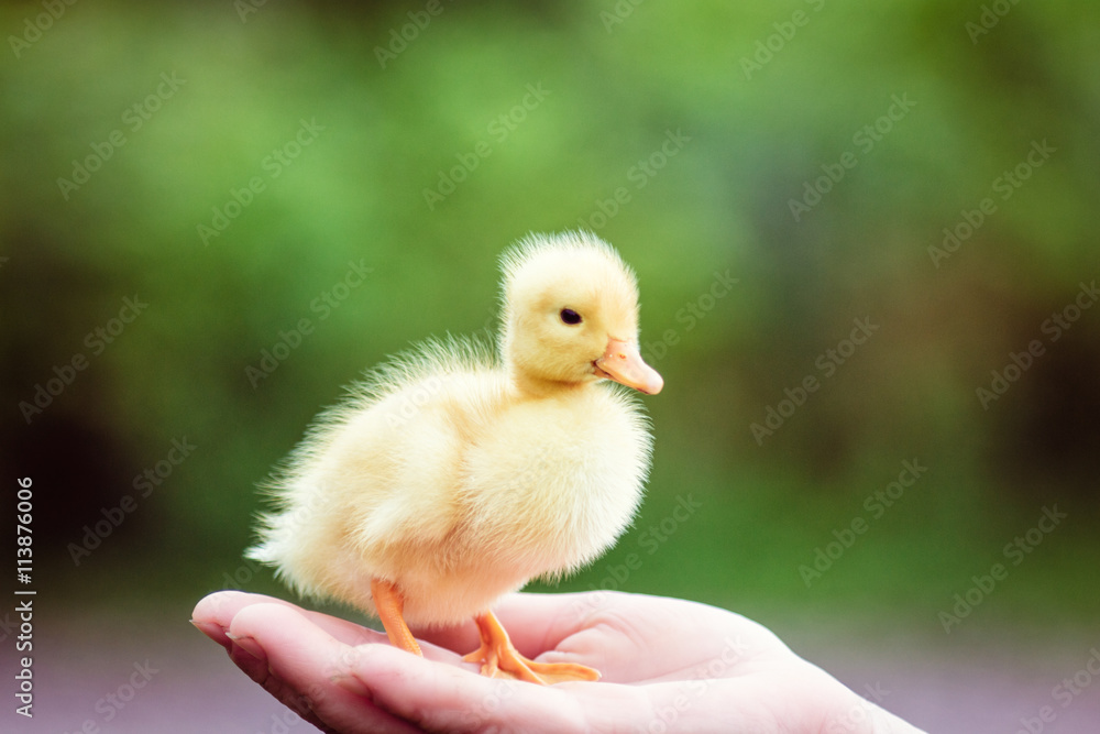 ducklin in a man's hand ducklin in a man's hand