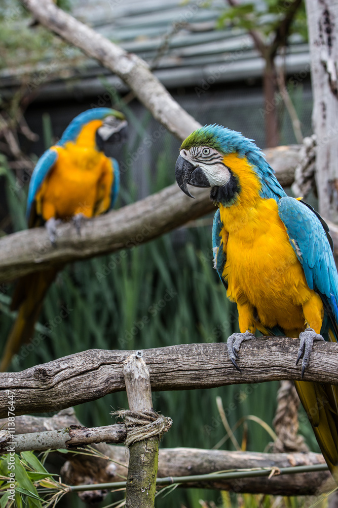 Blue and Yellow Macaw Parrot