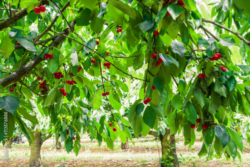 Under the shade of cherry trees Fototapet