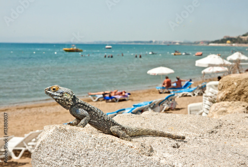 West Beach of Side, Turkey, and the lizard