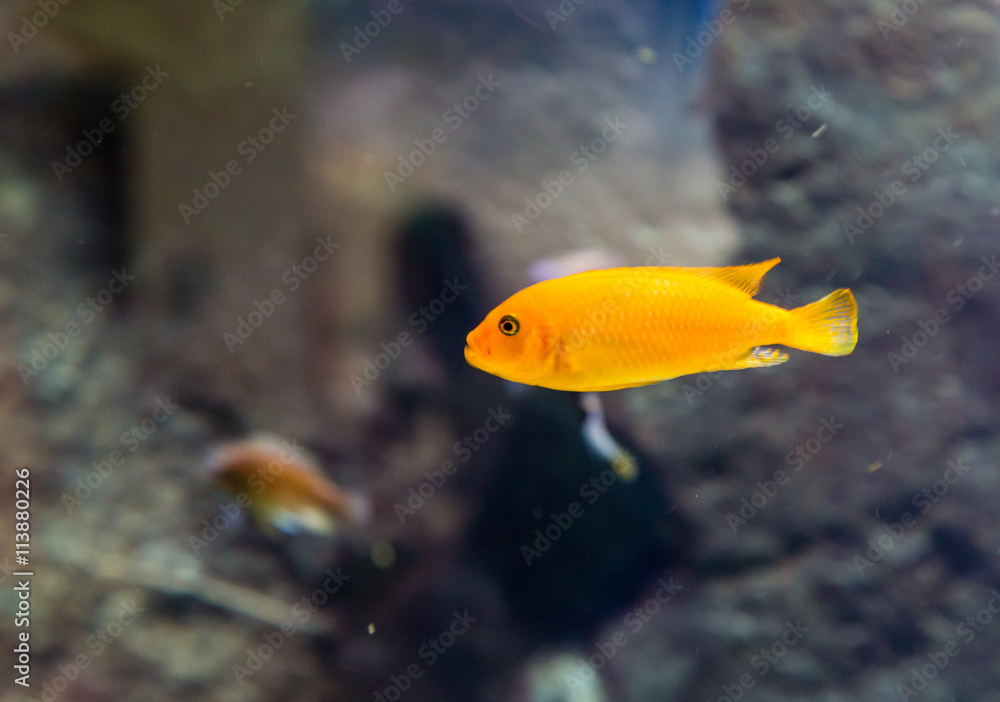 Fototapeta premium Orange Tropical Fish