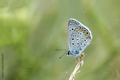 Wallpaper Mural Kelebek Torontodigital.ca
