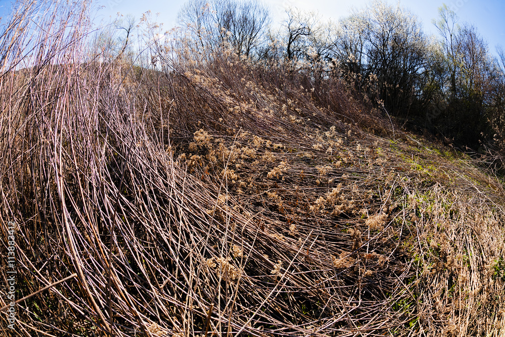 Fototapeta premium dry field grass after the storm