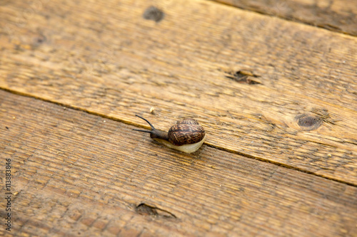 Snail on a wooden table