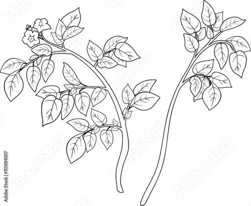 coloring with plant