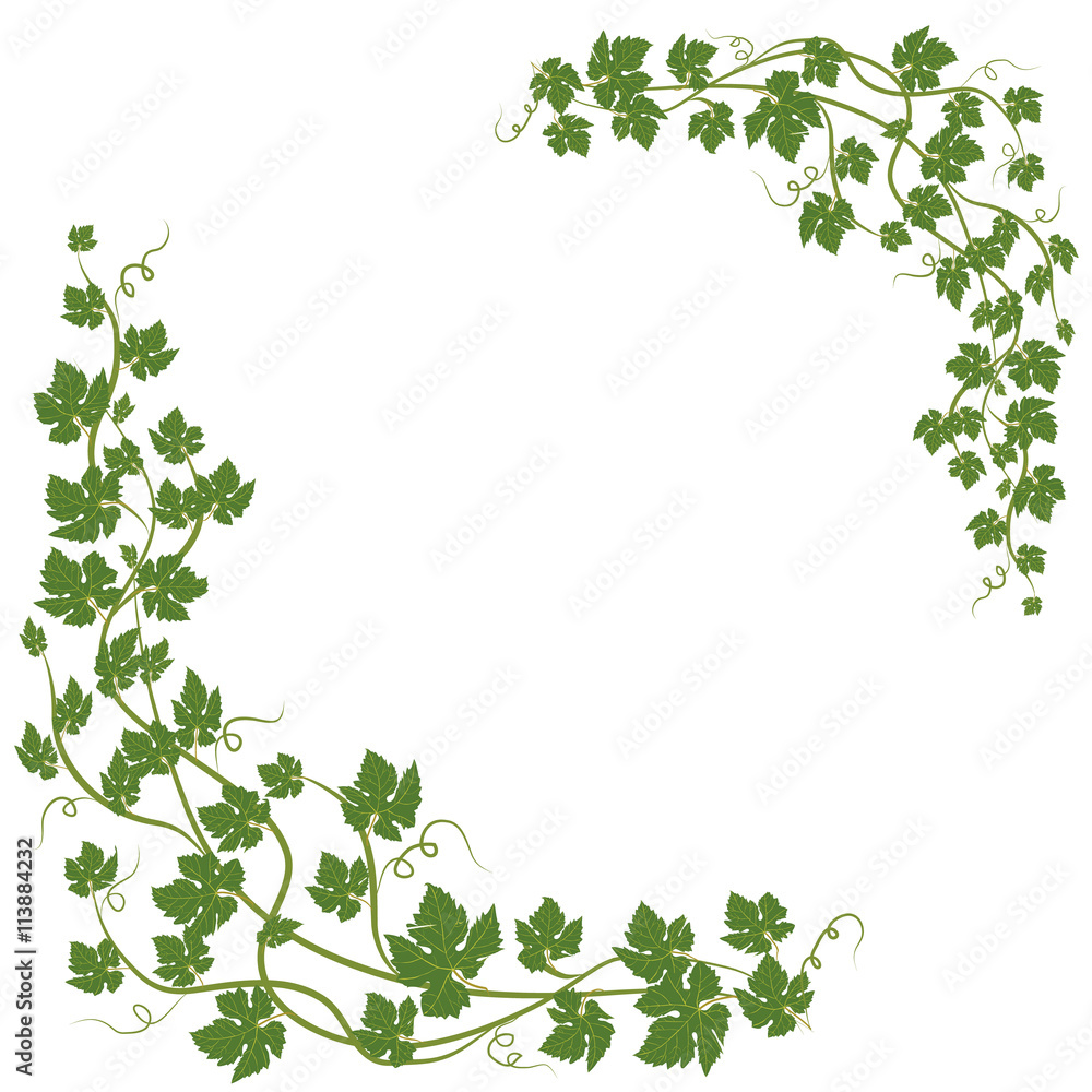 frame with vine leaves frame with vine leaves