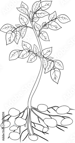 coloring with Potato plant