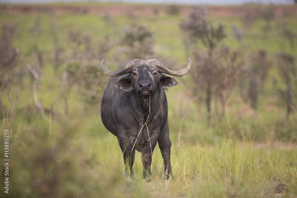 Portrait of cape buffalo in Murchison Falls National Park Uganda