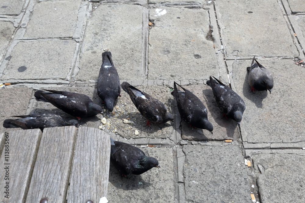 Fototapeta premium Gray pigeons eating food on the stone city pavement