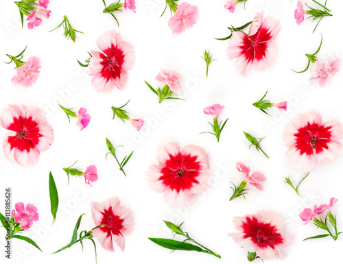 Carnation flowers on white background.