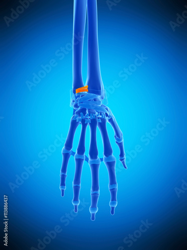 medically accurate illustration of the dorsal radioulnar ligaments photo