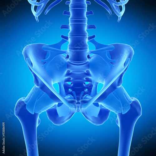 medically accurate illustration of the hip ligaments photo