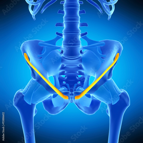 medically accurate illustration of the inguinal ligament photo