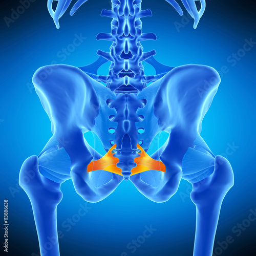 medically accurate illustration of the sacrospinous ligament photo