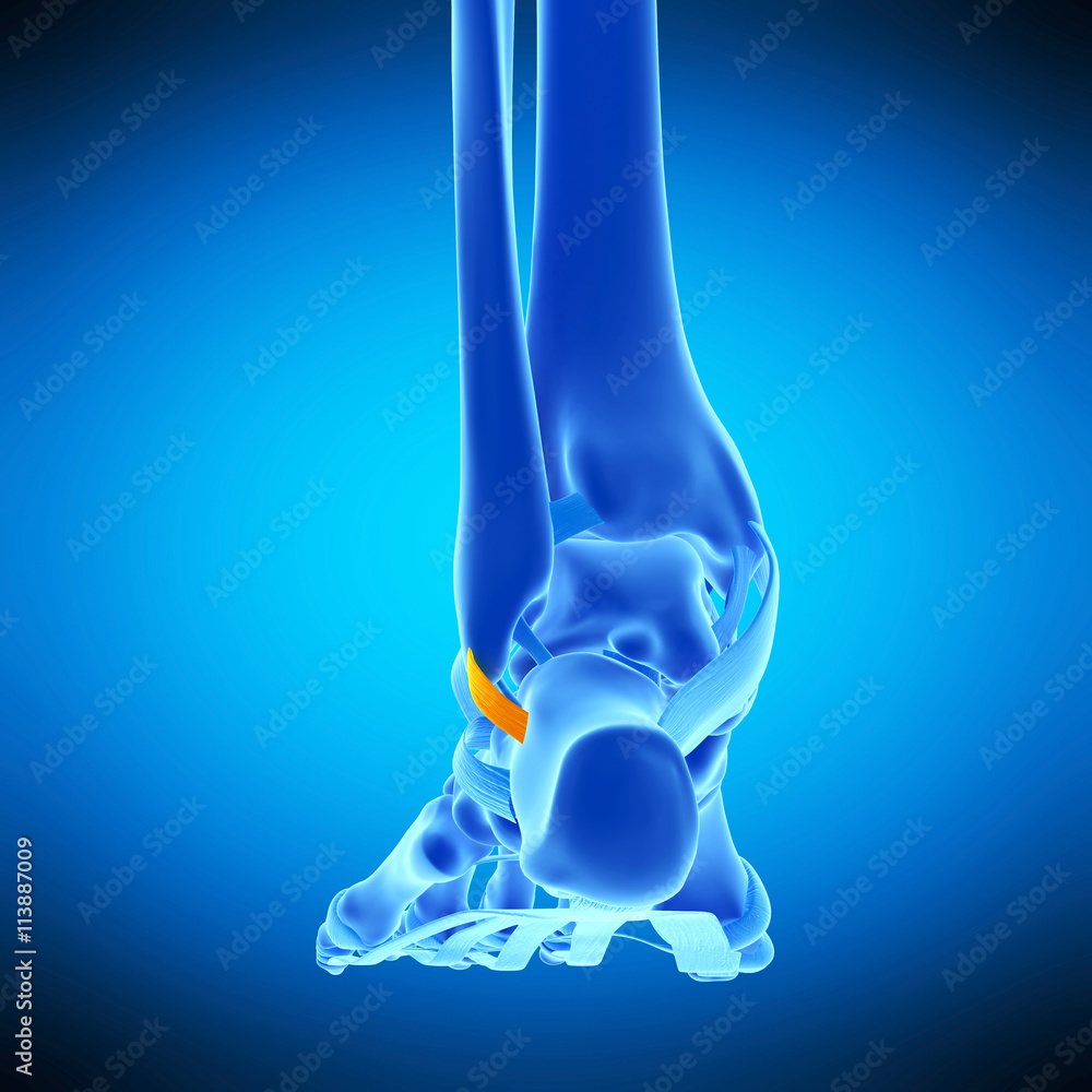 medically accurate illustration of the superior peroneal retinaculum medically accurate illustration of the superior peroneal retinaculum