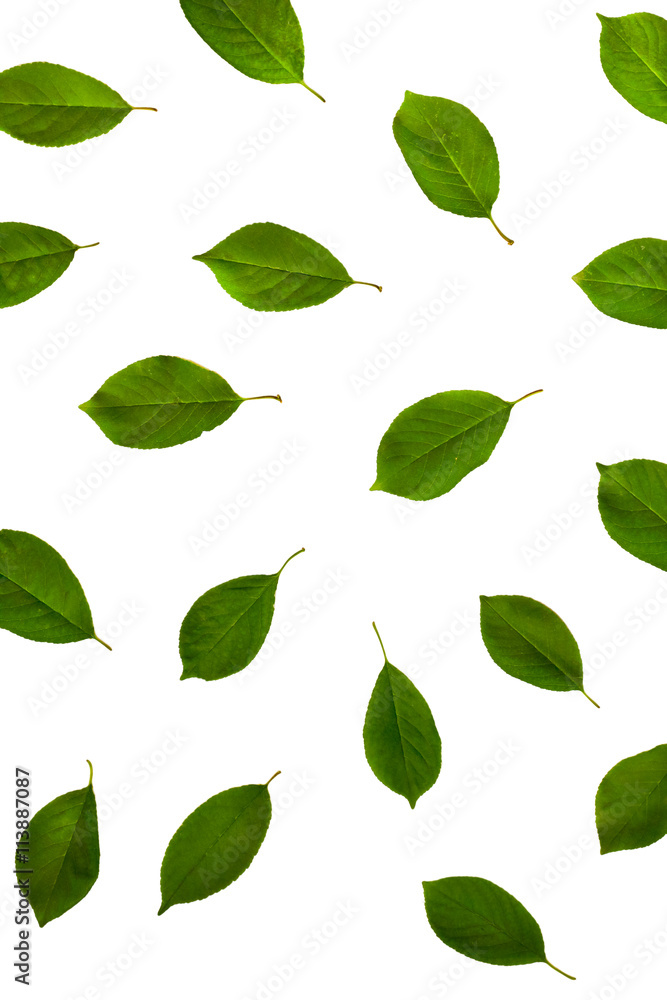 green fresh cherry leaves isolated on white background. flat lay