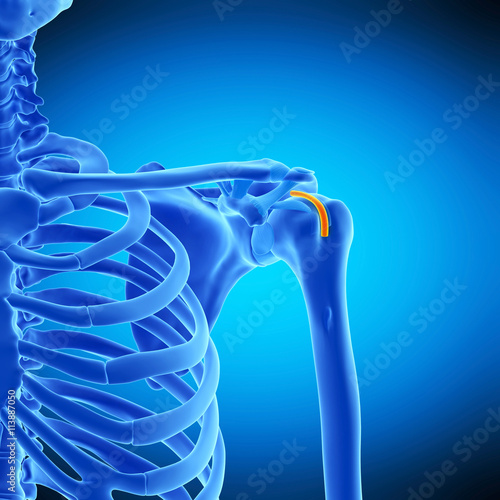 medically accurate illustration of the intertubercular tendon  sheath photo
