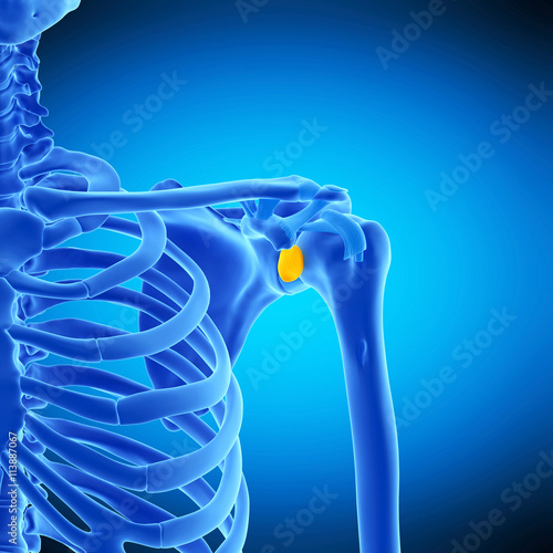 medically accurate illustration of the subscapular bursa photo